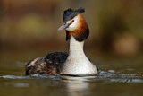 Image. Great Crested Grebe