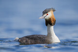Image. Great Crested Grebe