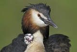 Image. Great Crested Grebe