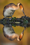 Image. Great Crested Grebe