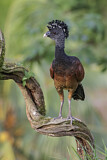 Image. Great Curassow