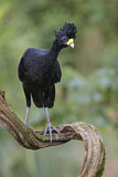 Image. Great Curassow