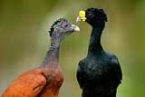 Image. Great Curassow