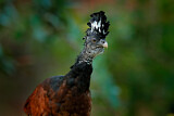 Image. Great Curassow