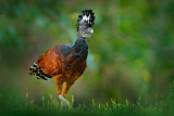 Image. Great Curassow