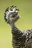 Image. Great Curassow
