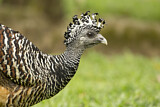 Image. Great Curassow