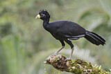 Image. Great Curassow