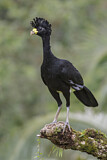 Image. Great Curassow