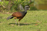 Image. Great Curassow