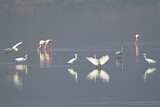 Image. Great Egret & Greater Flamingo