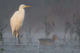 Image. Great Egret & Greylag Goose