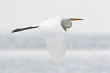 Image. Great Egret