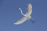 Image. Great Egret