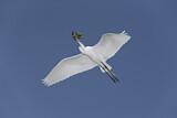 Image. Great Egret