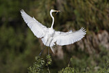 Image. Great Egret