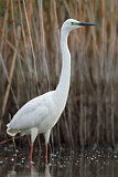 Image. Great Egret