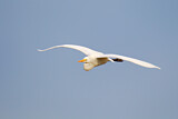 Image. Great Egret