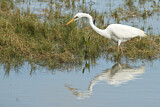Image. Great Egret