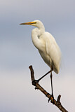 Image. Great Egret