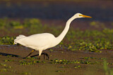 Image. Great Egret