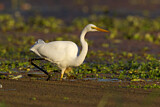 Image. Great Egret
