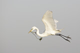 Image. Great Egret