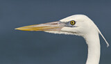 Image. Great Egret