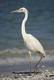 Image. Great Egret