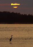 Image. Great Egret