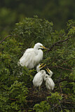 Image. Great Egret
