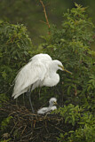 Image. Great Egret