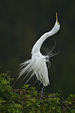Image. Great Egret