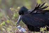 Image. Great Frigatebird