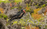 Image. Great Frigatebird