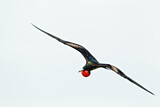 Image. Great Frigatebird