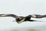 Image. Great Frigatebird