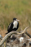 Image. Great Frigatebird