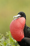 Image. Great Frigatebird