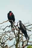 Image. Great Frigatebird
