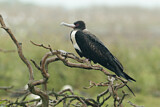 Image. Great Frigatebird