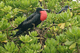 Image. Great Frigatebird