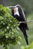 Image. Great Frigatebird