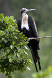 Image. Great Frigatebird