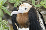 Image. Great Frigatebird