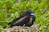 Image. Great Frigatebird