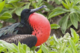 Image. Great Frigatebird
