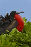 Image. Great Frigatebird