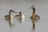 Image. Great Grebe
