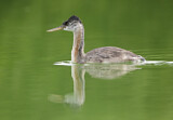 Image. Great Grebe